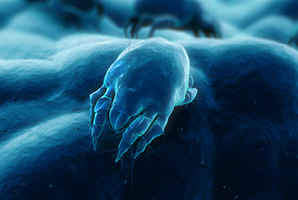 Dust-mite